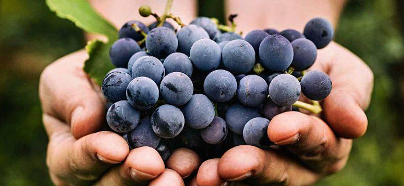 Intro-to-Grape-Growing_800x369